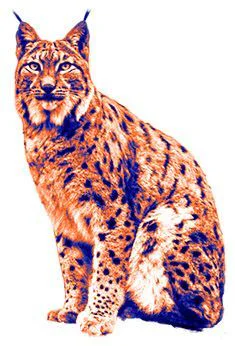 animal formacion